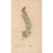 Reproduction of the painting Ectypa vegetabilium Pl196 - Christian Gottlieb Ludwig