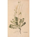 Ectypa vegetabilium Pl197 - Christian Gottlieb Ludwig — artwork view