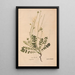 Ectypa vegetabilium Pl197 - Christian Gottlieb Ludwig — framed artwork on a wall