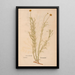 Reproduction of the painting Ectypa vegetabilium Pl198 - Christian Gottlieb Ludwig
