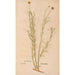 Reproduction of the painting Ectypa vegetabilium Pl198 - Christian Gottlieb Ludwig