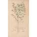 Ectypa vegetabilium Pl199 - Christian Gottlieb Ludwig — artwork view