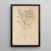 Ectypa vegetabilium Pl199 - Christian Gottlieb Ludwig — framed artwork on a wall