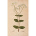Ectypa vegetabilium Pl200 - Christian Gottlieb Ludwig — artwork view