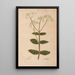 Ectypa vegetabilium Pl200 - Christian Gottlieb Ludwig — framed artwork on a wall
