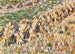 Haystacks in the Field - Christian Rohlfs — artwork view