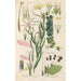 Botanical Manual Painting Pl01 - Christian Schkuhr — artwork view