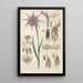 Reproduction of the painting Botanical Manual Painting Pl02 - Christian Schkuhr