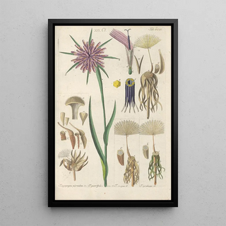 Reproduction of the painting Botanical Manual Painting Pl02 - Christian Schkuhr