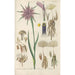 Reproduction of the painting Botanical Manual Painting Pl02 - Christian Schkuhr