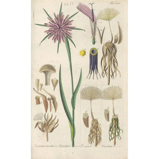 Reproduction of the painting Botanical Manual Painting Pl02 - Christian Schkuhr