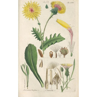 Botanical Manual Painting Pl03 - Christian Schkuhr — artwork view