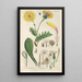 Botanical Manual Painting Pl03 - Christian Schkuhr — framed artwork on a wall