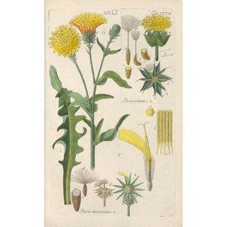 Botanical Manual Painting Pl04 - Christian Schkuhr — artwork view
