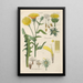 Botanical Manual Painting Pl04 - Christian Schkuhr — framed artwork on a wall