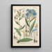 Reproduction of the painting Botanical Manual Painting Pl05 - Christian Schkuhr