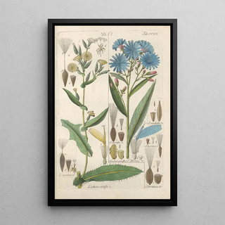 Reproduction of the painting Botanical Manual Painting Pl05 - Christian Schkuhr