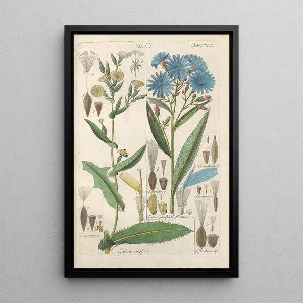Reproduction of the painting Botanical Manual Painting Pl05 - Christian Schkuhr