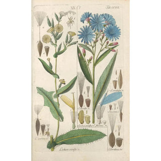 Reproduction of the painting Botanical Manual Painting Pl05 - Christian Schkuhr