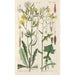 Botanical Manual Painting Pl06 - Christian Schkuhr — artwork view