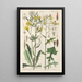 Botanical Manual Painting Pl06 - Christian Schkuhr — framed artwork on a wall