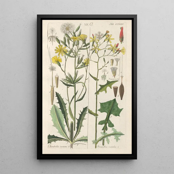 Botanical Manual Painting Pl06 - Christian Schkuhr — framed artwork on a wall