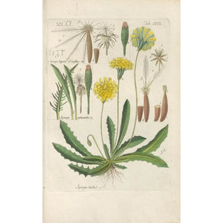 Botanical Manual Painting Pl08 - Christian Schkuhr — artwork view