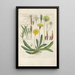 Botanical Manual Painting Pl08 - Christian Schkuhr — framed artwork on a wall
