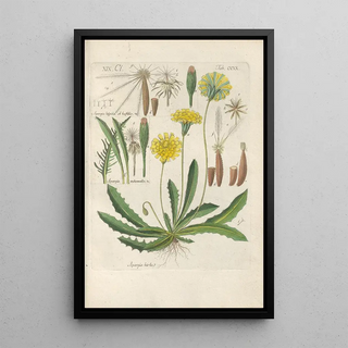 Botanical Manual Painting Pl08 - Christian Schkuhr — framed artwork on a wall