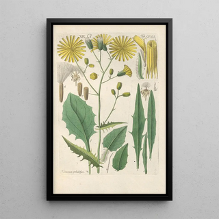 Reproduction of the painting Botanical Manual Painting Pl09 - Christian Schkuhr
