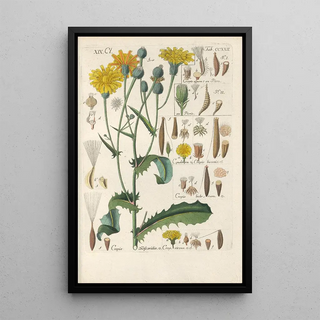 Manuel botanique Pl10 - Christian Schkuhr — framed artwork on a wall