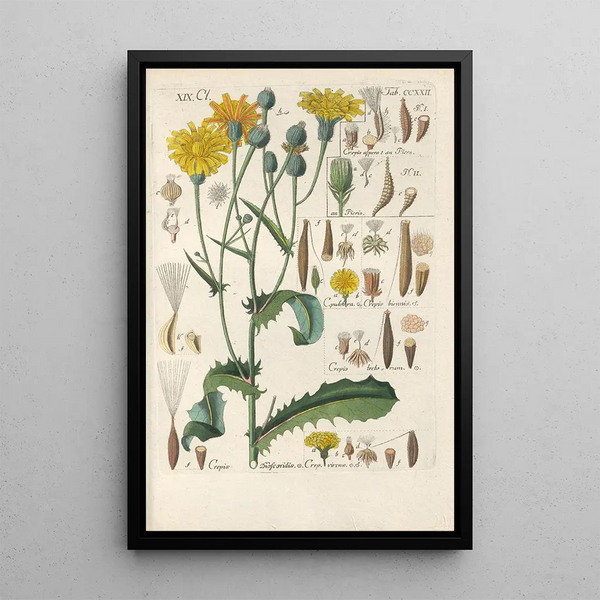 Manuel botanique Pl10 - Christian Schkuhr — framed artwork on a wall