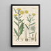 Reproduction of the painting Botanical Manual Painting Pl11 - Christian Schkuhr