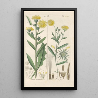 Reproduction of the painting Botanical Manual Painting Pl11 - Christian Schkuhr