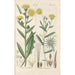 Reproduction of the painting Botanical Manual Painting Pl11 - Christian Schkuhr