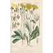 Botanical Manual Painting Pl12 - Christian Schkuhr — artwork view