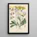 Botanical Manual Painting Pl12 - Christian Schkuhr — framed artwork on a wall
