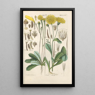 Botanical Manual Painting Pl12 - Christian Schkuhr — framed artwork on a wall