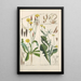 Botanical Manual Painting Pl13 - Christian Schkuhr — artwork view