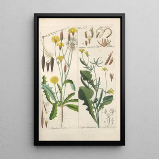 Botanical Manual Painting Pl13 - Christian Schkuhr — artwork view