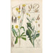 Botanical Manual Painting Pl13 - Christian Schkuhr — framed artwork on a wall