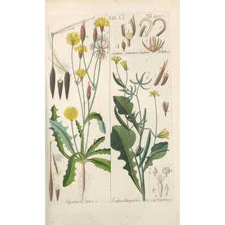 Botanical Manual Painting Pl13 - Christian Schkuhr — framed artwork on a wall