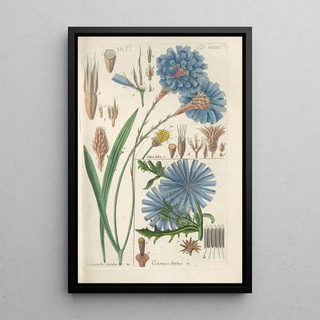 Botanical Manual Painting Pl14 - Christian Schkuhr — artwork view