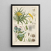 Botanical Manual Painting Pl15 - Christian Schkuhr — framed artwork on a wall