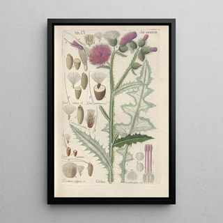 Botanical Manual Painting Pl16 - Christian Schkuhr — artwork view