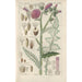 Botanical Manual Painting Pl16 - Christian Schkuhr — framed artwork on a wall
