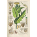 Botanical Manual Painting Pl17 - Christian Schkuhr — artwork view