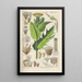 Botanical Manual Painting Pl17 - Christian Schkuhr — framed artwork on a wall