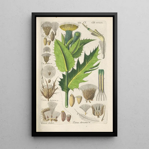 Botanical Manual Painting Pl17 - Christian Schkuhr — framed artwork on a wall