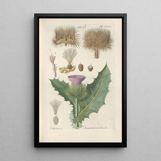 Botanical Manual Painting Pl18 - Christian Schkuhr — artwork view